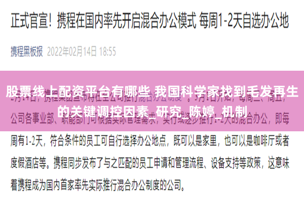 股票线上配资平台有哪些 我国科学家找到毛发再生的关键调控因素_研究_陈婷_机制